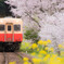小湊鉄道の春4　飯給にて
