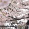 一面の桜