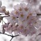 雨降り花見