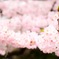息吹く