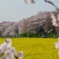 権現堂の桜