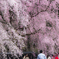 枝垂桜