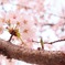 Cherryblossom 