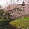 池と枝垂桜。