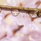 雨粒桜