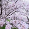 桜散歩