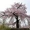優美な桜