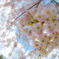 桜色＾＾）