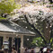 花降る公園