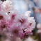 八重桜