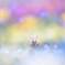 ✨ 花の精 '✨