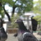 どうも、鳩です。