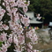 長谷寺の桜