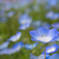 nemophila