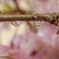 Re:雨粒桜