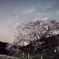 夜桜