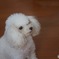 我が家の愛犬２