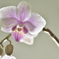 愛と美と豊穣の胡蝶蘭　３