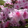 2010_0429_090132-R0013502