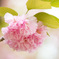 八重桜
