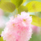 八重桜