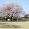 偕楽園 2016春