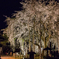 足羽神社のしだれ桜その１（2016福井の夜桜シリーズ）