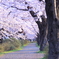 桜並木 北上展勝地