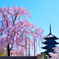 不二桜×東寺