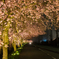 竹田の里しだれ桜その１（2016福井の夜桜シリーズ）