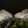 夜桜