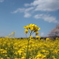 菜の花と桜