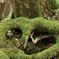樹海　苔むしたはぁと