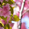 桜狩