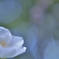 Pure white camellia.