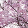 Cherry shower