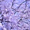 kuroiso park