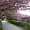 八重桜