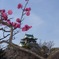 大阪城 梅苑