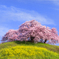 丘の上の桜（2016)