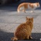 猫を見る猫を見る私