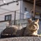 日当り猫