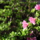 DPP_00000373