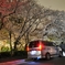 夜桜と愛車