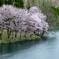 中綱湖の桜