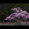 岩倉の桜