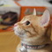 左を向いたねこ
