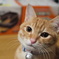 こちらを向いたねこ