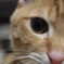こちらを向いたねこ　たて