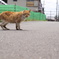 野生のねこ